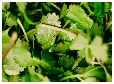cilantro